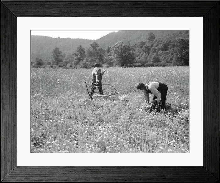 Framed Print : Men cradling wheat in eastern Virginia near Sperryville, 1936. Creator: Dorothea Lange