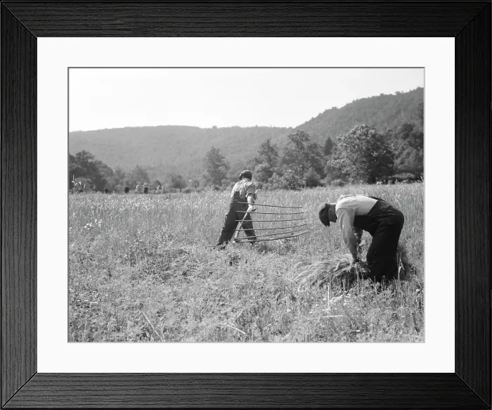 Framed Print : Men cradling wheat in eastern Virginia near Sperryville, 1936. Creator: Dorothea Lange