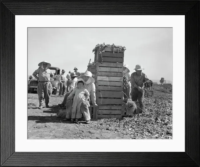 Framed Print : Japanese agricultural workers packing broccoli near Guadalupe, California, 1937. Creator: Dorothea Lange Framed Print : Japanese agricultural workers packing broccoli near Guadalupe, California, 1937. Creator: Dorothea Lange