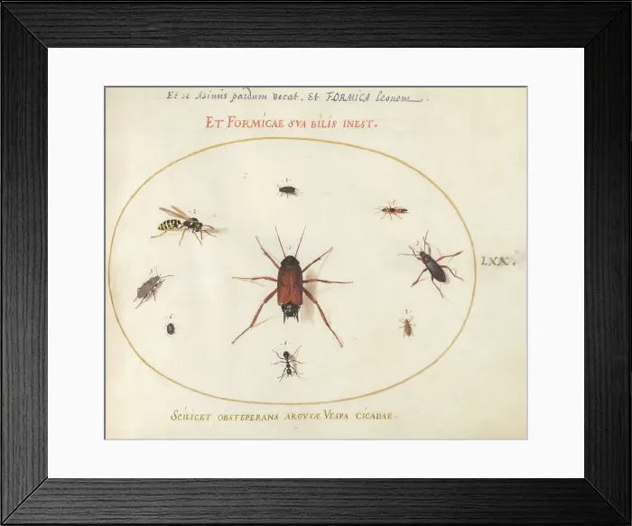 Framed Print : Plate 70: A Roach Surrounded by Insects, c. 1575 / 1580. Creator: Joris Hoefnagel Framed Print : Plate 70: A Roach Surrounded by Insects, c. 1575 / 1580. Creator: Joris Hoefnagel