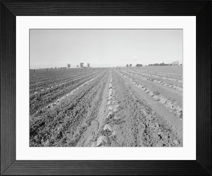 Framed Print : Capped cantaloupe, Imperial Valley, California, 1937. Creator: Dorothea Lange Framed Print : Capped cantaloupe, Imperial Valley, California, 1937. Creator: Dorothea Lange