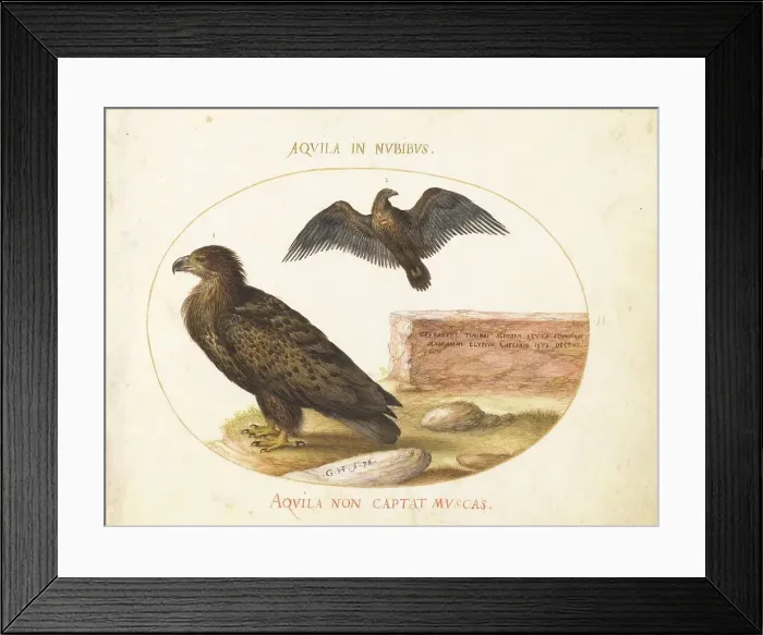 Framed Print : Animalia Volatilia et Amphibia (Aier): Plate II, c. 1575 / 1580. Creator: Joris Hoefnagel Framed Print : Animalia Volatilia et Amphibia (Aier): Plate II, c. 1575 / 1580. Creator: Joris Hoefnagel