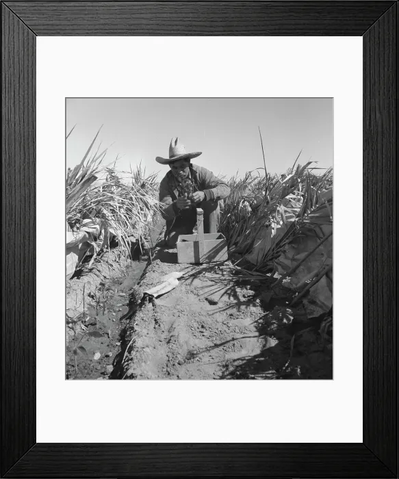 Framed Print : Replanting chili plants on a Japanese-owned ranch, desert agriculture, Imperial Valley, CA, 1937. Creator: Dorothea Lange Framed Print : Replanting chili plants on a Japanese-owned ranch, desert agriculture, Imperial Valley, CA, 1937. Creator: Dorothea Lange