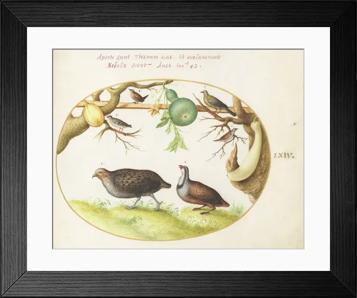 Framed Print : Animalia Volatilia et Amphibia (Aier): Plate LXIV, c. 1575 / 1580. Creator: Joris Hoefnagel Framed Print : Animalia Volatilia et Amphibia (Aier): Plate LXIV, c. 1575 / 1580. Creator: Joris Hoefnagel