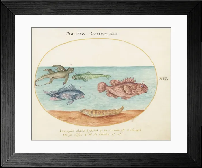 Framed Print : Animalia Aqvatilia et Cochiliata (Aqva): Plate XIV, c. 1575 / 1580. Creator: Joris Hoefnagel Framed Print : Animalia Aqvatilia et Cochiliata (Aqva): Plate XIV, c. 1575 / 1580. Creator: Joris Hoefnagel