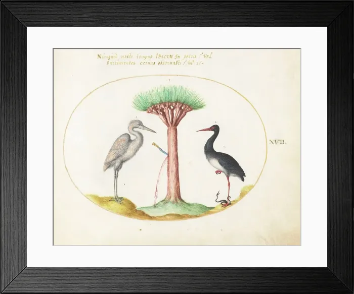 Framed Print : Animalia Volatilia et Amphibia (Aier): Plate XVII, c. 1575 / 1580. Creator: Joris Hoefnagel Framed Print : Animalia Volatilia et Amphibia (Aier): Plate XVII, c. 1575 / 1580. Creator: Joris Hoefnagel
