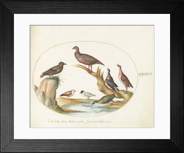 Framed Print : Animalia Volatilia et Amphibia (Aier): Plate XLV, c. 1575 / 1580. Creator: Joris Hoefnagel Framed Print : Animalia Volatilia et Amphibia (Aier): Plate XLV, c. 1575 / 1580. Creator: Joris Hoefnagel