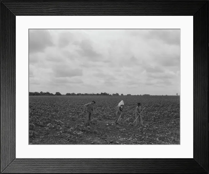 Framed Print : Day laborers hoeing cottonn, near Corsicana, Texas, 1937. Creator: Dorothea Lange Framed Print : Day laborers hoeing cottonn, near Corsicana, Texas, 1937. Creator: Dorothea Lange
