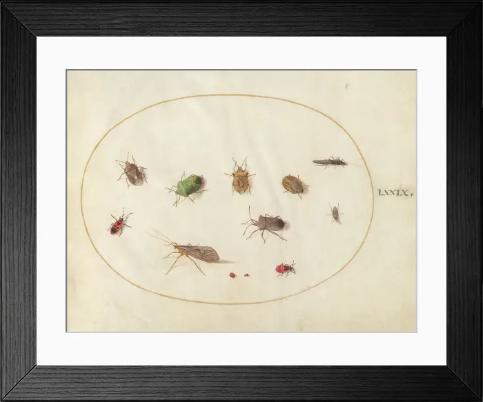 Framed Print : Plate 79: Twelve Insects, Including Shield Bugs, c. 1575 / 1580. Creator: Joris Hoefnagel Framed Print : Plate 79: Twelve Insects, Including Shield Bugs, c. 1575 / 1580. Creator: Joris Hoefnagel
