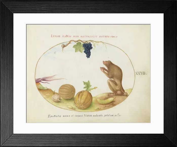 Framed Print : Animalia Qvadrvpedia et Reptilia (Terra): Plate XXVIII, c. 1575 / 1580. Creator: Joris Hoefnagel Framed Print : Animalia Qvadrvpedia et Reptilia (Terra): Plate XXVIII, c. 1575 / 1580. Creator: Joris Hoefnagel