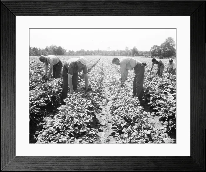 Framed Print : Potato field, Hightstown, New Jersey, 1936. Creator: Dorothea Lange Framed Print : Potato field, Hightstown, New Jersey, 1936. Creator: Dorothea Lange