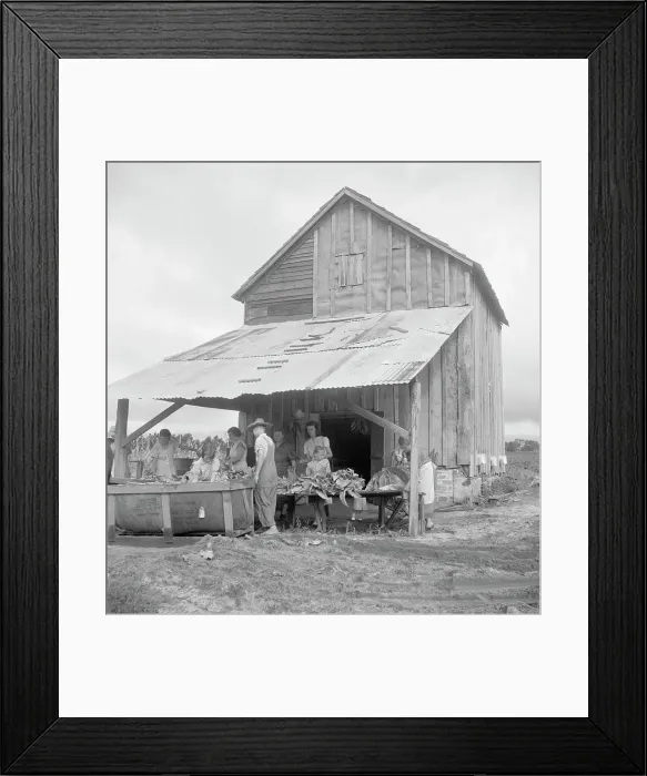 Framed Print : Sorting and stringing the golden leaf at the tobacco barn, near Hartsville, South Carolina, 1938. Creator: Dorothea Lange. Sorting and stringing the golden leaf at the tobacco barn, near Hartsville, South Carolina, 1938 Framed Print : Sorting and stringing the golden leaf at the tobacco barn, near Hartsville, South Carolina, 1938. Creator: Dorothea Lange. Sorting and stringing the golden leaf at the tobacco barn, near Hartsville, South Carolina, 1938