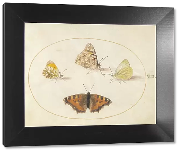 Plate 8: Four Butterflies, c. 1575 / 1580. Creator: Joris Hoefnagel