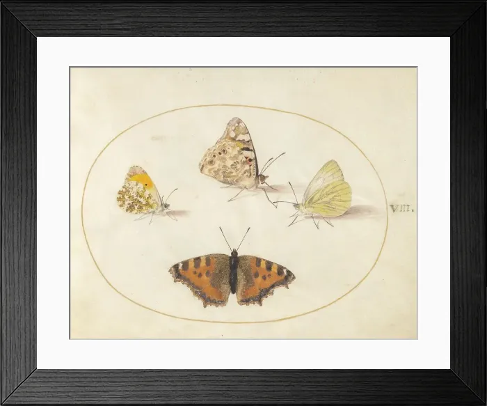 Framed Print : Plate 8: Four Butterflies, c. 1575 / 1580. Creator: Joris Hoefnagel Framed Print : Plate 8: Four Butterflies, c. 1575 / 1580. Creator: Joris Hoefnagel