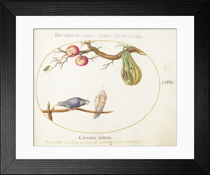 Framed Print : Animalia Volatilia et Amphibia (Aier): Plate LXVII, c. 1575 / 1580. Creator: Joris Hoefnagel Framed Print : Animalia Volatilia et Amphibia (Aier): Plate LXVII, c. 1575 / 1580. Creator: Joris Hoefnagel