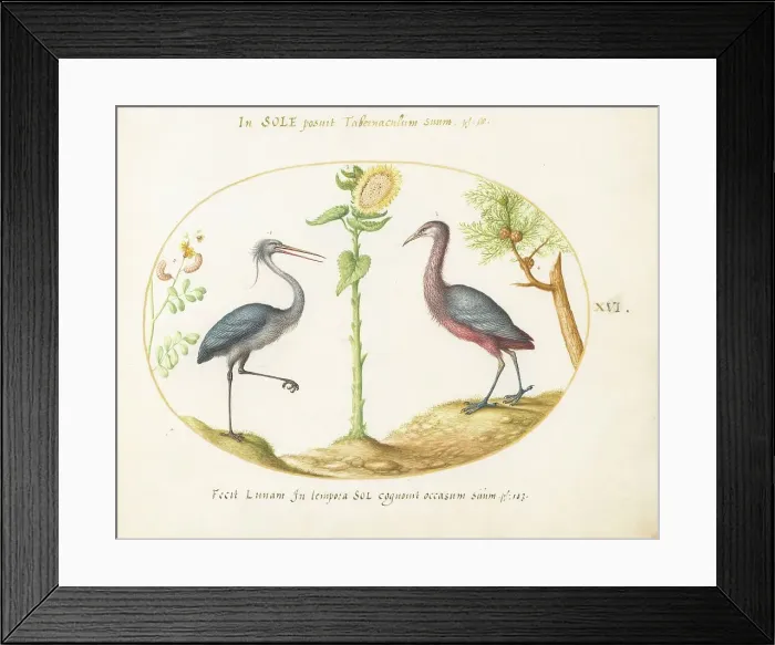 Framed Print : Animalia Volatilia et Amphibia (Aier): Plate XVI, c. 1575 / 1580. Creator: Joris Hoefnagel Framed Print : Animalia Volatilia et Amphibia (Aier): Plate XVI, c. 1575 / 1580. Creator: Joris Hoefnagel
