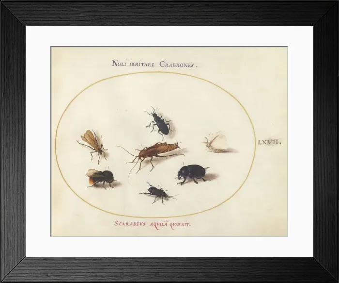 Framed Print : Animalia Rationalia et Insecta (Ignis): Plate LXVII, c. 1575 / 1580. Creator: Joris Hoefnagel Framed Print : Animalia Rationalia et Insecta (Ignis): Plate LXVII, c. 1575 / 1580. Creator: Joris Hoefnagel