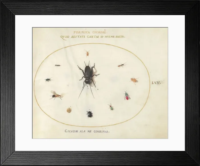Framed Print : Plate 65: A Cricket Surrounded by Insects, c. 1575 / 1580. Creator: Joris Hoefnagel Framed Print : Plate 65: A Cricket Surrounded by Insects, c. 1575 / 1580. Creator: Joris Hoefnagel