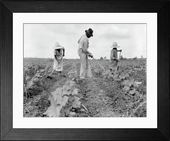 Framed Print : Hoe culture in the South, Near Eutaw, Alabama, 1936. Creator: Dorothea Lange Framed Print : Hoe culture in the South, Near Eutaw, Alabama, 1936. Creator: Dorothea Lange