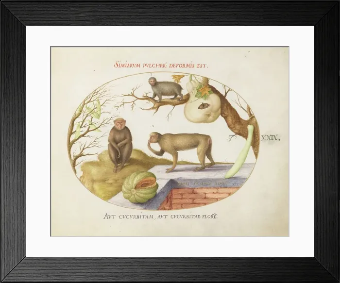 Framed Print : Animalia Qvadrvpedia et Reptilia (Terra): Plate XXIX, c. 1575 / 1580. Creator: Joris Hoefnagel Framed Print : Animalia Qvadrvpedia et Reptilia (Terra): Plate XXIX, c. 1575 / 1580. Creator: Joris Hoefnagel