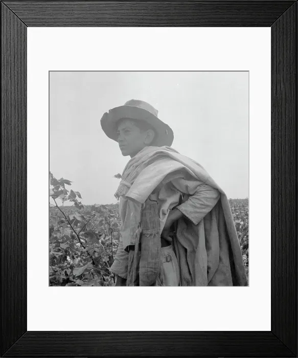 Framed Print : Cotton picking in south Texas, 1936. Creator: Dorothea Lange Framed Print : Cotton picking in south Texas, 1936. Creator: Dorothea Lange