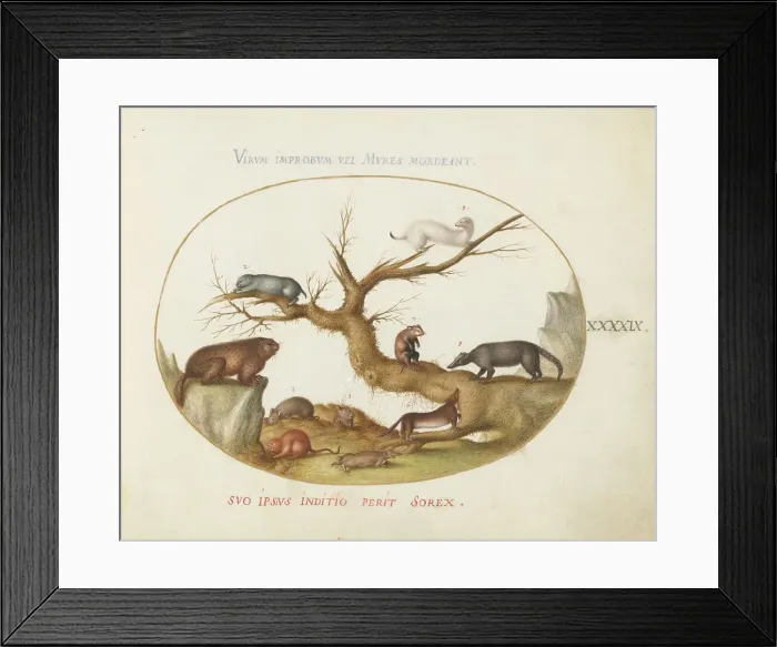 Framed Print : Animalia Qvadrvpedia et Reptilia (Terra): Plate XLIX, c. 1575 / 1580. Creator: Joris Hoefnagel Framed Print : Animalia Qvadrvpedia et Reptilia (Terra): Plate XLIX, c. 1575 / 1580. Creator: Joris Hoefnagel