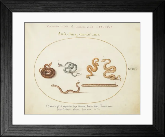 Framed Print : Animalia Qvadrvpedia et Reptilia (Terra): Plate LVIII, c. 1575 / 1580. Creator: Joris Hoefnagel Framed Print : Animalia Qvadrvpedia et Reptilia (Terra): Plate LVIII, c. 1575 / 1580. Creator: Joris Hoefnagel