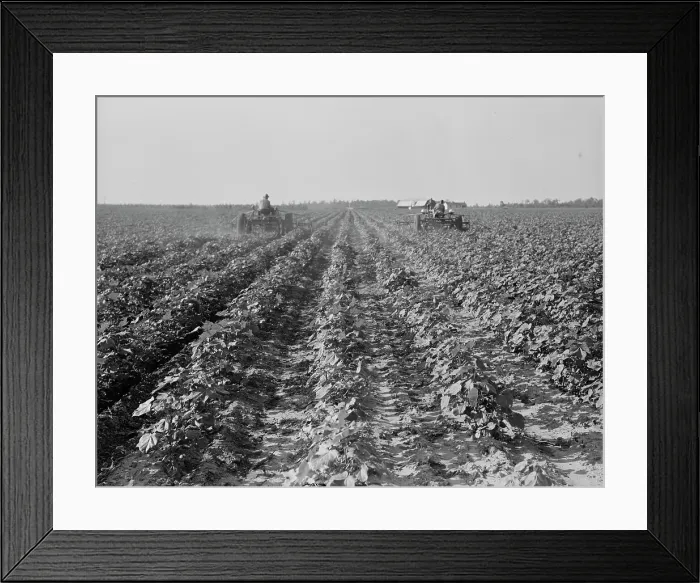 Framed Print : Tractors on Lake Dick project, Arkansas, 1938. Creator: Dorothea Lange Framed Print : Tractors on Lake Dick project, Arkansas, 1938. Creator: Dorothea Lange