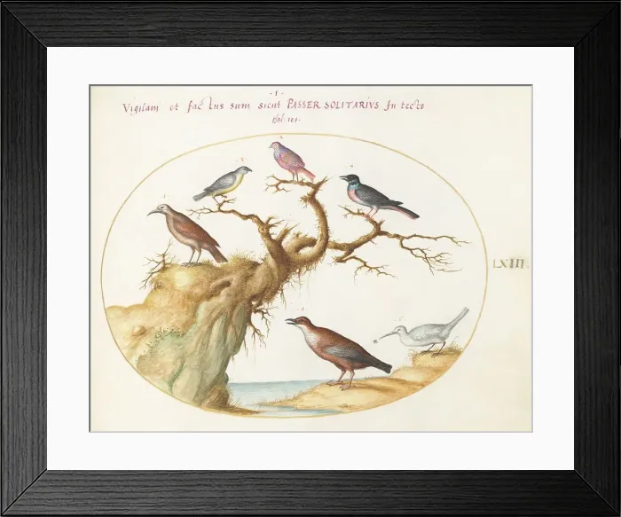 Framed Print : Animalia Volatilia et Amphibia (Aier): Plate LXIII, c. 1575 / 1580. Creator: Joris Hoefnagel Framed Print : Animalia Volatilia et Amphibia (Aier): Plate LXIII, c. 1575 / 1580. Creator: Joris Hoefnagel