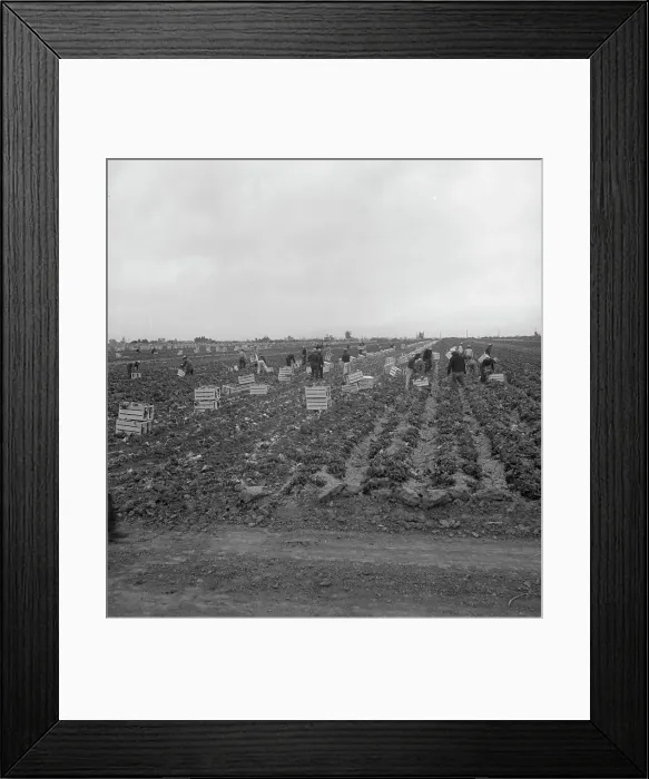 Framed Print : Filipinos cutting lettuce, near Westmorland, California, 1939. Creator: Dorothea Lange Framed Print : Filipinos cutting lettuce, near Westmorland, California, 1939. Creator: Dorothea Lange