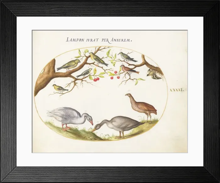 Framed Print : Animalia Volatilia et Amphibia (Aier): Plate XLI, c. 1575 / 1580. Creator: Joris Hoefnagel Framed Print : Animalia Volatilia et Amphibia (Aier): Plate XLI, c. 1575 / 1580. Creator: Joris Hoefnagel