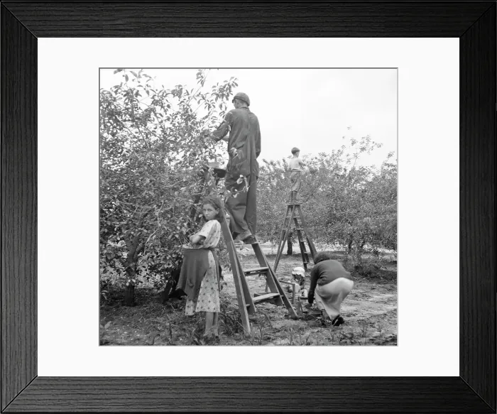 Framed Print : Cherry pickers near Millville, New Jersey, 1936. Creator: Dorothea Lange Framed Print : Cherry pickers near Millville, New Jersey, 1936. Creator: Dorothea Lange