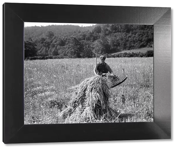 Cradling wheat near Sperryville, Virginia, 1936. Creator: Dorothea Lange
