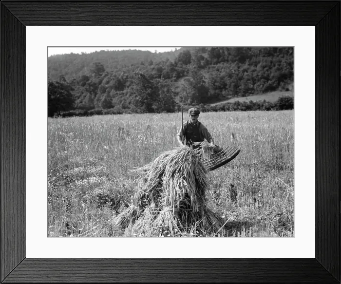 Framed Print : Cradling wheat near Sperryville, Virginia, 1936. Creator: Dorothea Lange Framed Print : Cradling wheat near Sperryville, Virginia, 1936. Creator: Dorothea Lange