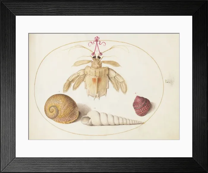 Framed Print : Animalia Aqvatilia et Cochiliata (Aqva): Plate L, c. 1575 / 1580. Creator: Joris Hoefnagel Framed Print : Animalia Aqvatilia et Cochiliata (Aqva): Plate L, c. 1575 / 1580. Creator: Joris Hoefnagel