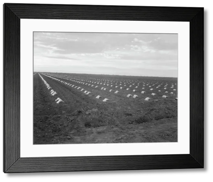 Framed Print : Capped cantaloupe, Imperial Valley, California, 1937. Creator: Dorothea Lange Framed Print : Capped cantaloupe, Imperial Valley, California, 1937. Creator: Dorothea Lange