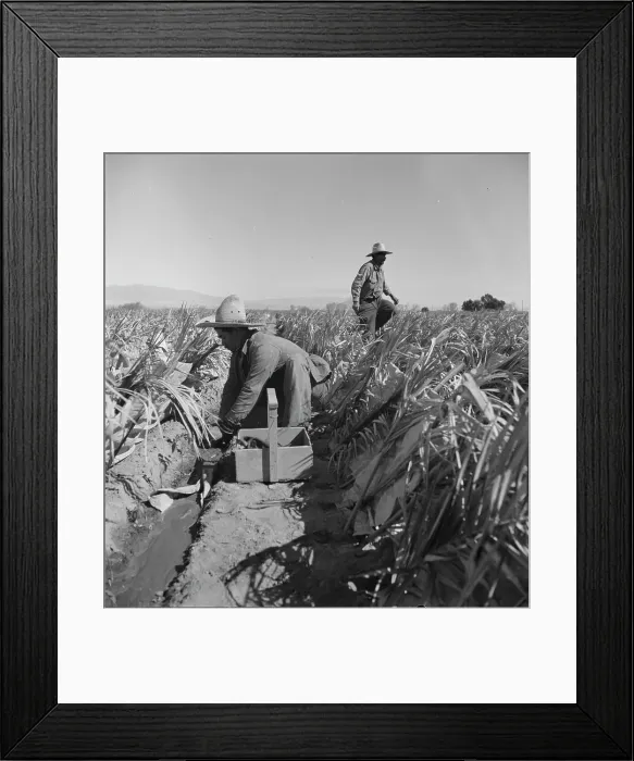 Framed Print : Replanting chili plants on a Japanese-owned ranch, desert agriculture, Imperial Valley, CA, 1937. Creator: Dorothea Lange Framed Print : Replanting chili plants on a Japanese-owned ranch, desert agriculture, Imperial Valley, CA, 1937. Creator: Dorothea Lange