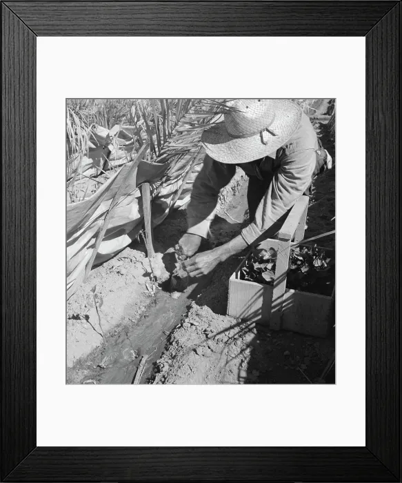 Framed Print : Replanting chili plants on a Japanese-owned ranch, desert agriculture, Imperial Valley, CA, 1937. Creator: Dorothea Lange Framed Print : Replanting chili plants on a Japanese-owned ranch, desert agriculture, Imperial Valley, CA, 1937. Creator: Dorothea Lange