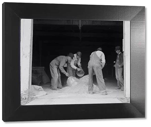 Farmers sack mixed grasshopper bait...Oklahoma, 1937. Creator: Dorothea Lange