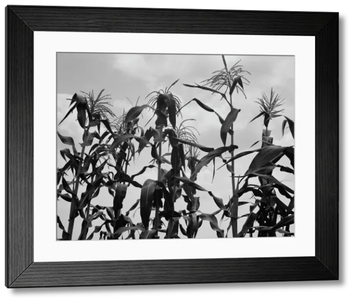 Framed Print : Corn, Washington County, Mississippi, 1937. Creator: Dorothea Lange Framed Print : Corn, Washington County, Mississippi, 1937. Creator: Dorothea Lange
