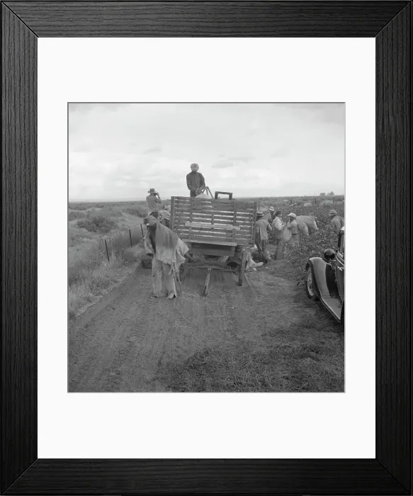 Framed Print : Cotton pickers emptying sacks, Kern County, California, 1938. Creator: Dorothea Lange Framed Print : Cotton pickers emptying sacks, Kern County, California, 1938. Creator: Dorothea Lange