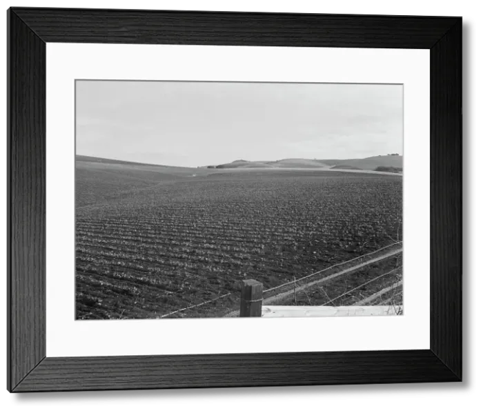 Framed Print : Large-scale pea fields, near San Juan Bautista, California, 1939. Creator: Dorothea Lange Framed Print : Large-scale pea fields, near San Juan Bautista, California, 1939. Creator: Dorothea Lange
