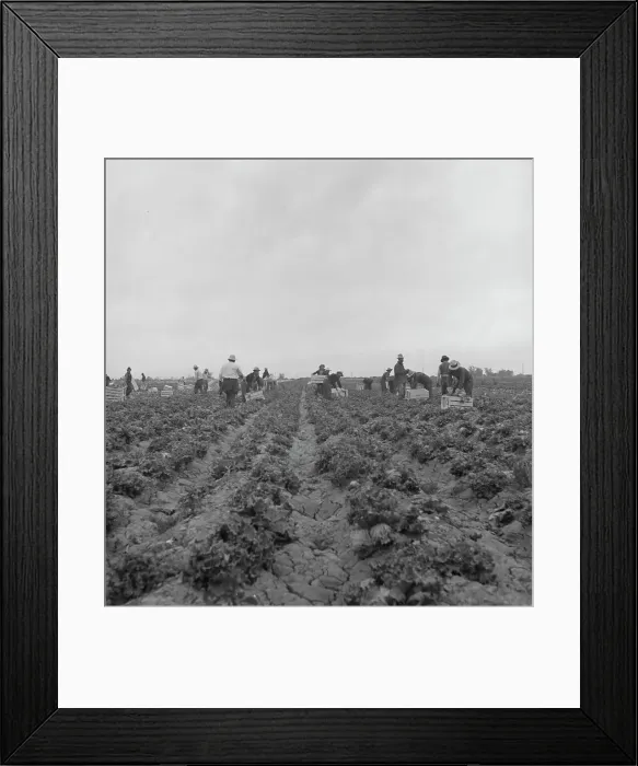 Framed Print : Filipinos cutting lettuce, near Westmorland, California, 1939. Creator: Dorothea Lange Framed Print : Filipinos cutting lettuce, near Westmorland, California, 1939. Creator: Dorothea Lange
