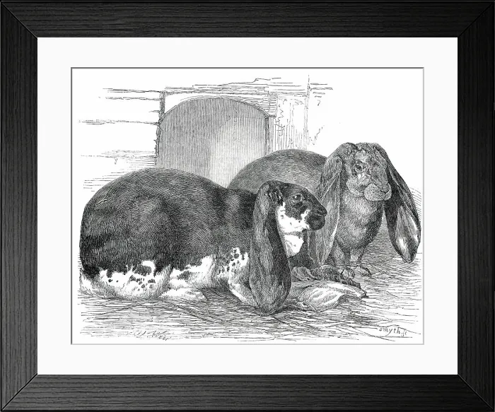 Framed Print : Prize Rabbits at the Rochester and Chatham Show, 1850. Creator: Smyth Framed Print : Prize Rabbits at the Rochester and Chatham Show, 1850. Creator: Smyth