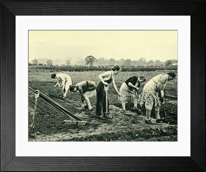 Framed Print : Digging and Planting, 1943. Creator: Unknown Framed Print : Digging and Planting, 1943. Creator: Unknown