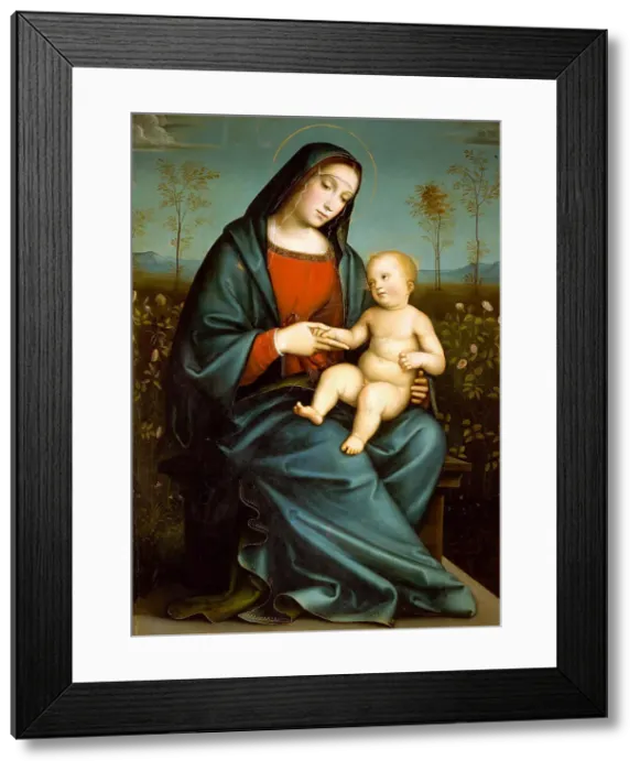 Framed Print : Madonna with Child in the Rose Garden, c. 1480. Creator: Francia, Francesco (1450-1517) Framed Print : Madonna with Child in the Rose Garden, c. 1480. Creator: Francia, Francesco (1450-1517)