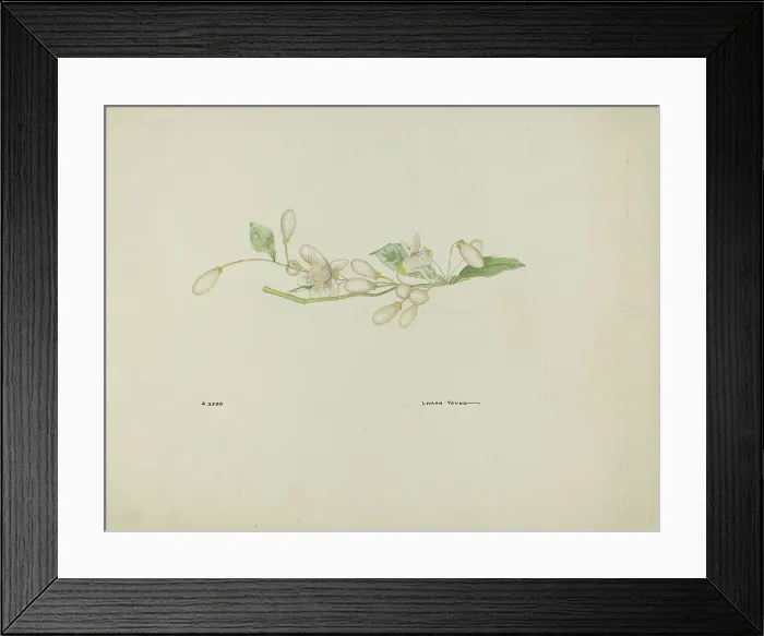 Framed Print : Costume Accessory (Orange Blossoms), c. 1937. Creator: Lyman Young Framed Print : Costume Accessory (Orange Blossoms), c. 1937. Creator: Lyman Young