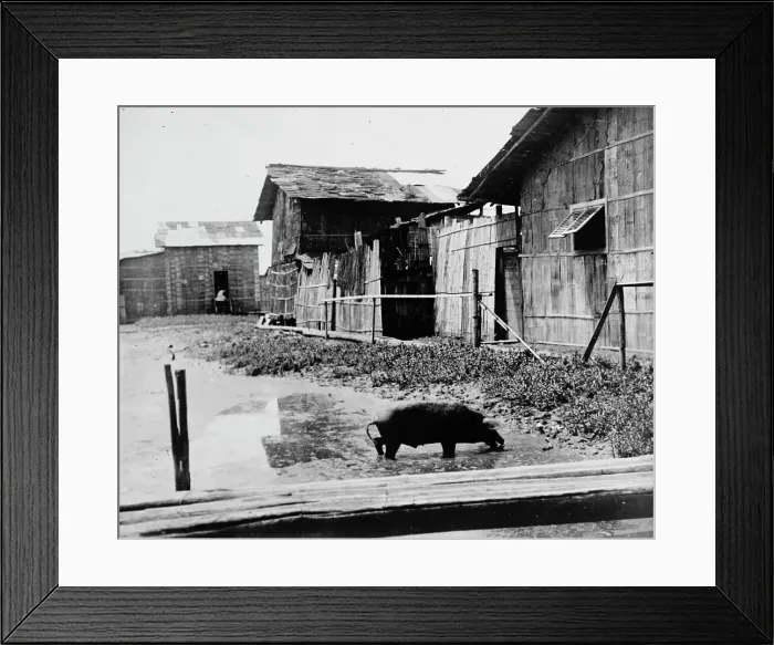 Framed Print : Ecuador - Scenes In Quayaquil, Ecuador, 1912. Creator: Harris & Ewing. Ecuador - Scenes In Quayaquil, Ecuador, 1912. Creator: Harris & Ewing Framed Print : Ecuador - Scenes In Quayaquil, Ecuador, 1912. Creator: Harris & Ewing. Ecuador - Scenes In Quayaquil, Ecuador, 1912. Creator: Harris & Ewing