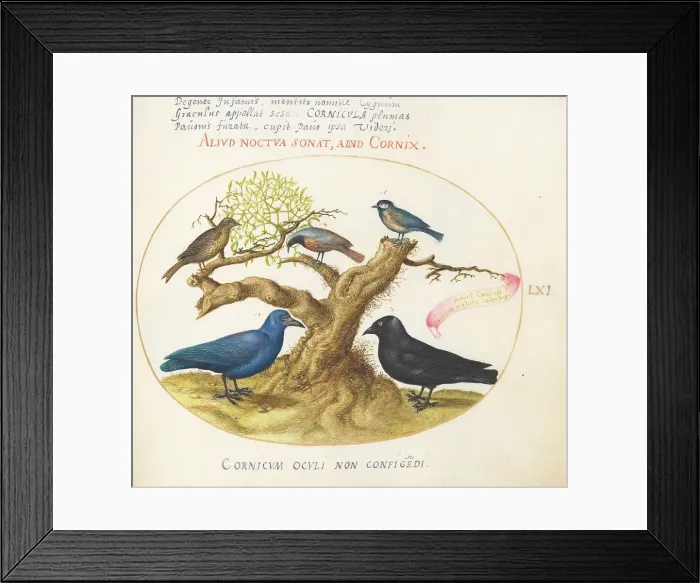 Framed Print : Animalia Volatilia et Amphibia (Aier): Plate LXI, c. 1575 / 1580. Creator: Joris Hoefnagel Framed Print : Animalia Volatilia et Amphibia (Aier): Plate LXI, c. 1575 / 1580. Creator: Joris Hoefnagel