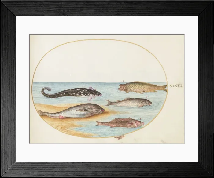 Framed Print : Animalia Aqvatilia et Cochiliata (Aqva): Plate XXXVI, c. 1575 / 1580. Creator: Joris Hoefnagel Framed Print : Animalia Aqvatilia et Cochiliata (Aqva): Plate XXXVI, c. 1575 / 1580. Creator: Joris Hoefnagel